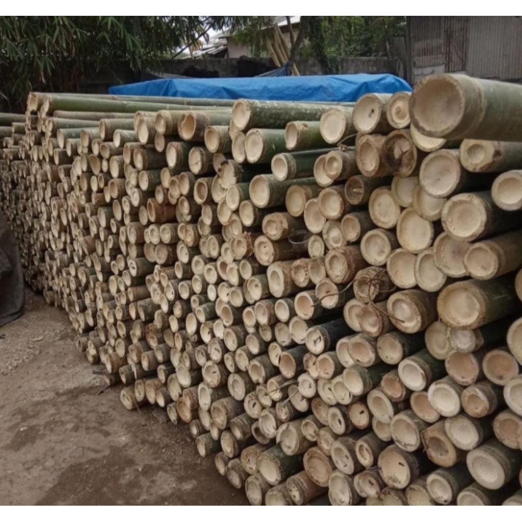 bambu steger diameter 7/8 panjang 6 meter