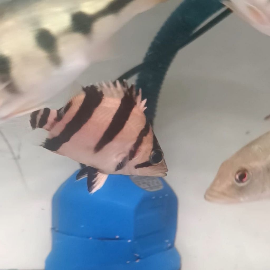 Datz Borneo 3 Bar 7cm