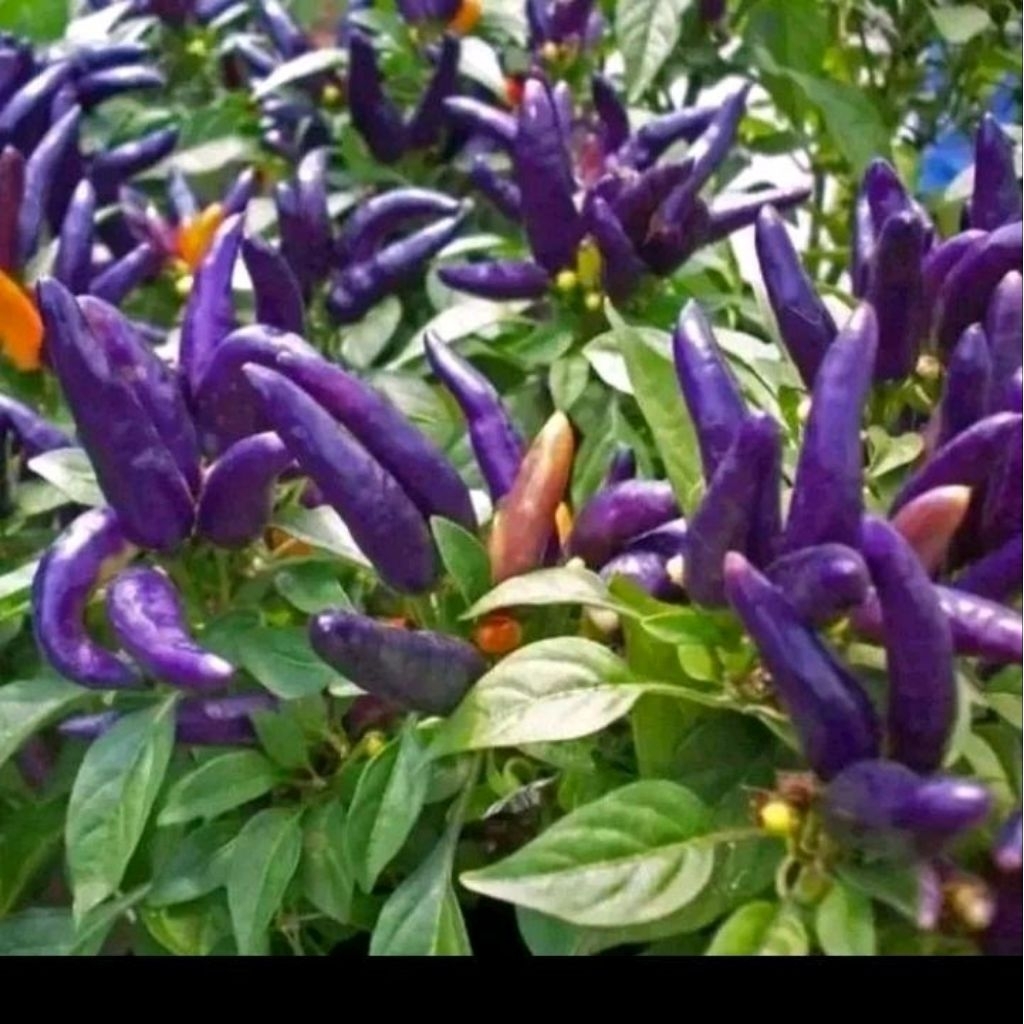Biji benih cabe ungu purple