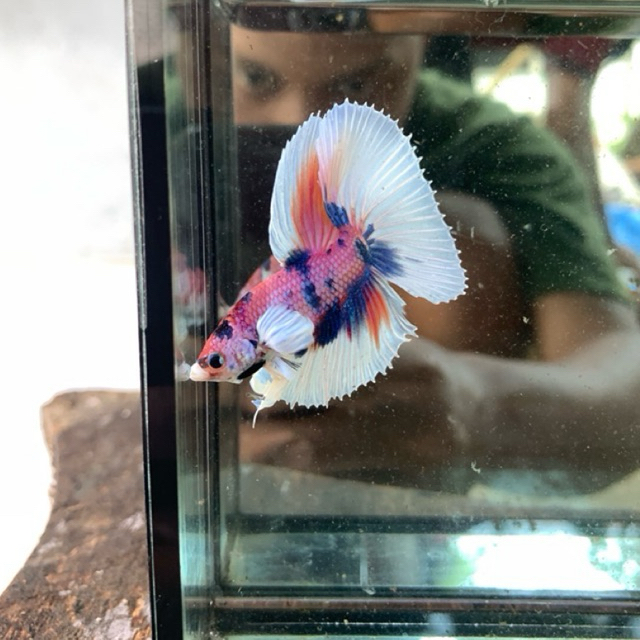 Cupang halfmoon dumbo ear multy bagus