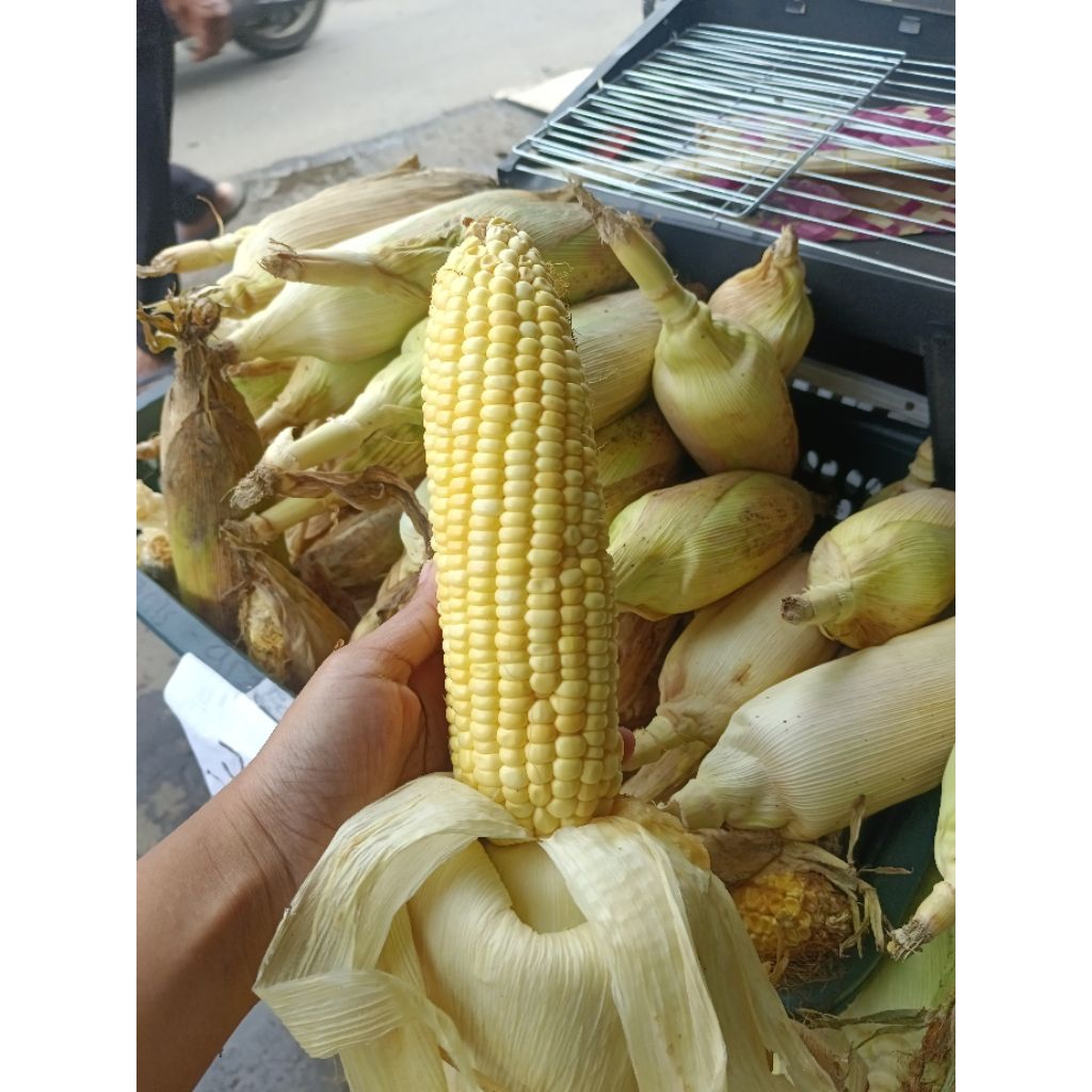 jagung simadu
