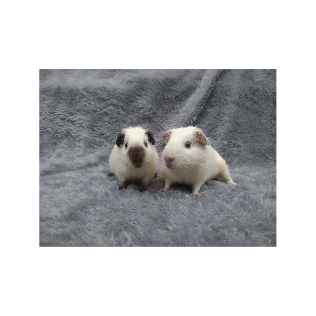 Marmut Hias California & American