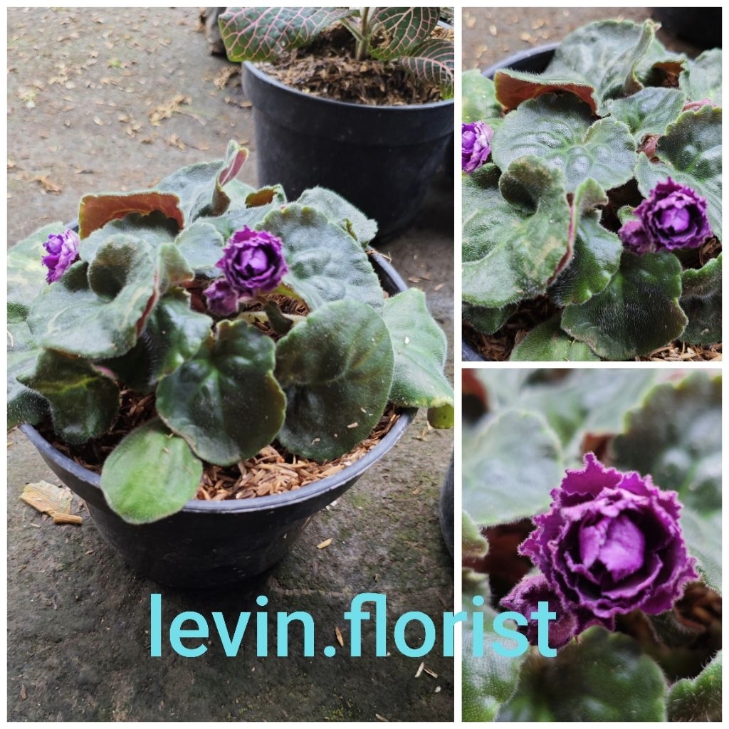 Begonia violces ungu tumpuk keriting / bibit tanaman hias bunga indoor