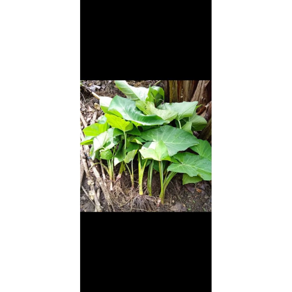 Bibit Talas sayur//Talas tlacar//Lompong sayur siap tanam