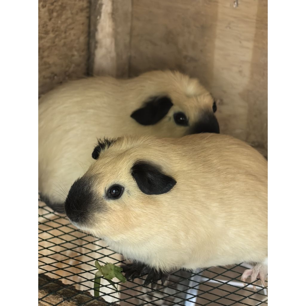 Marmut California Brown | Marmut Hias Lucu | Guinea Pig California | Marmut Hias California Coklat -