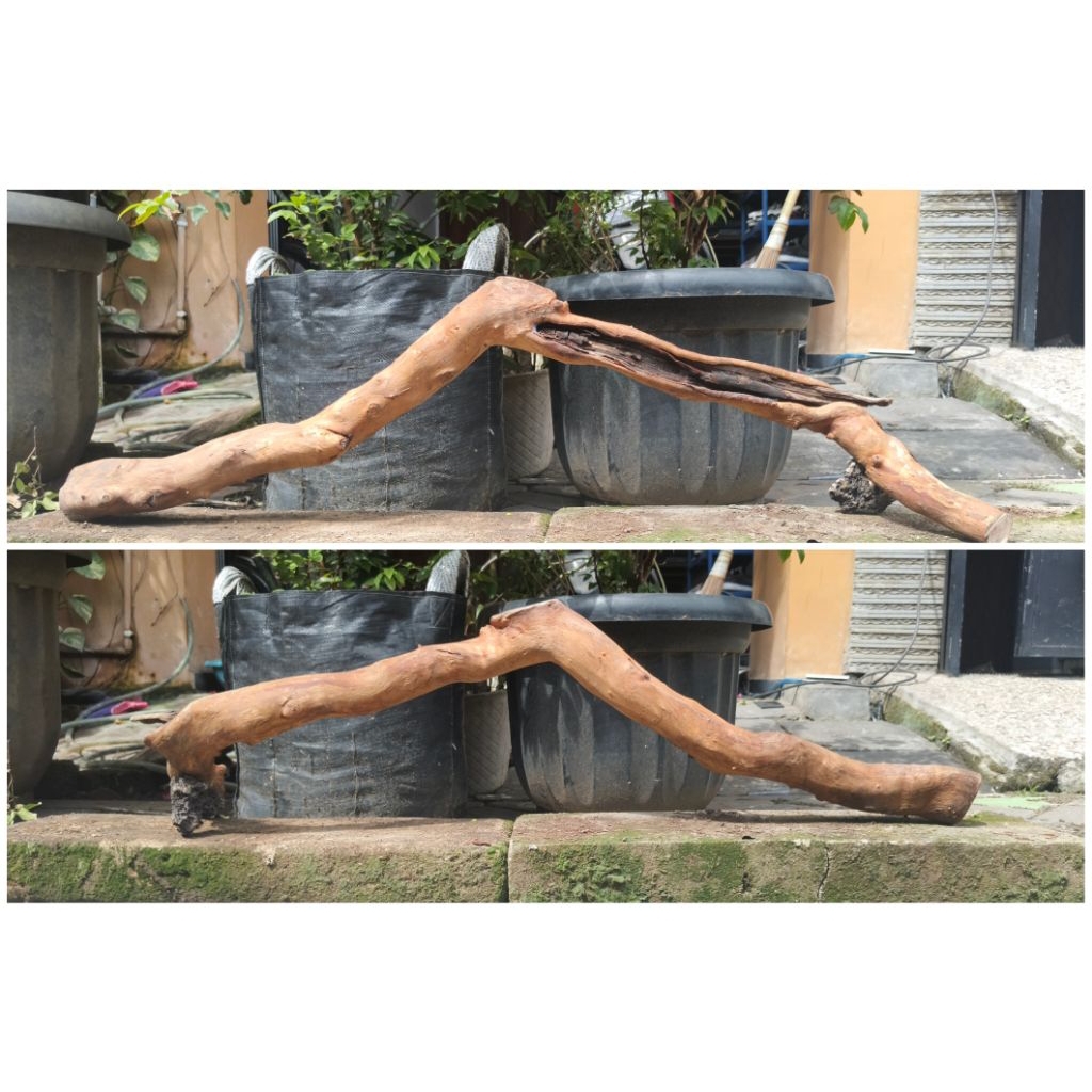 Kayu Santigi Laut Tenggelam