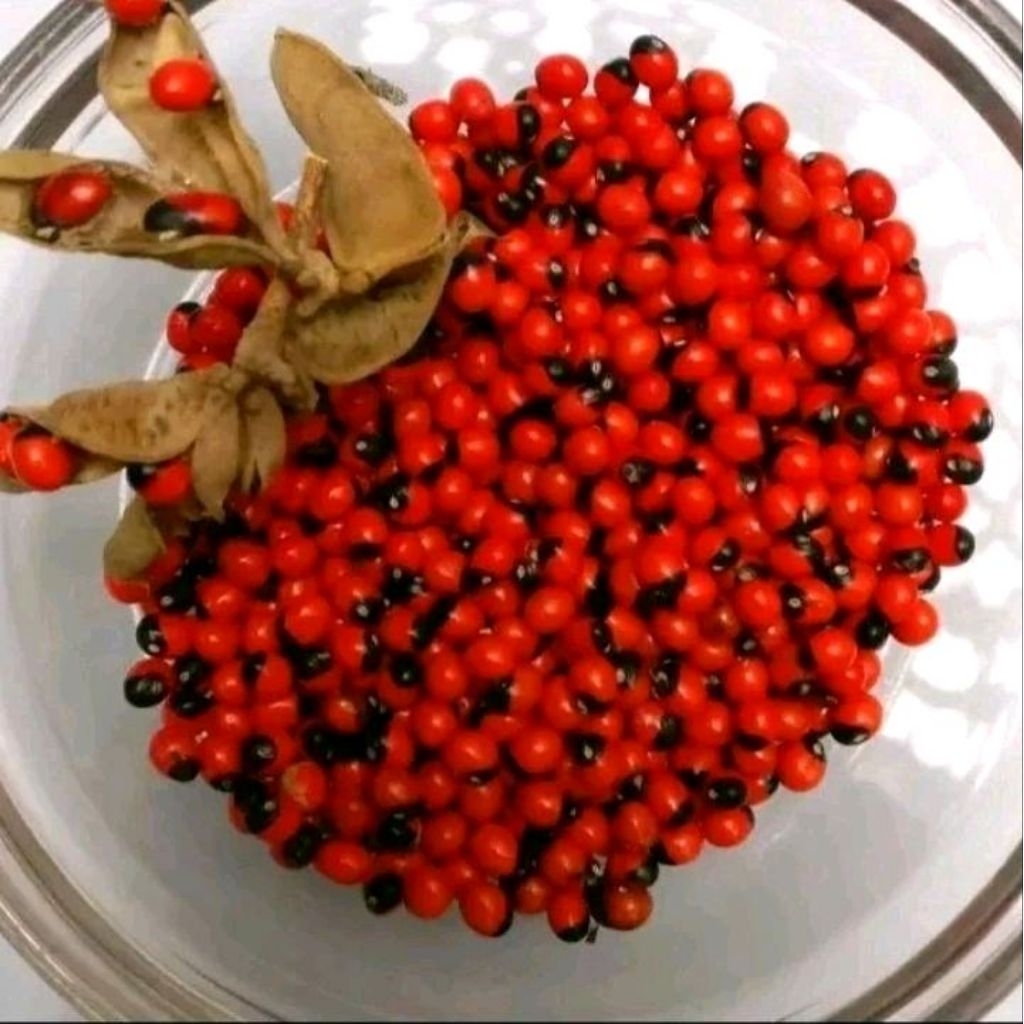 Biji benih saga rambat bintik hitam kerajinan