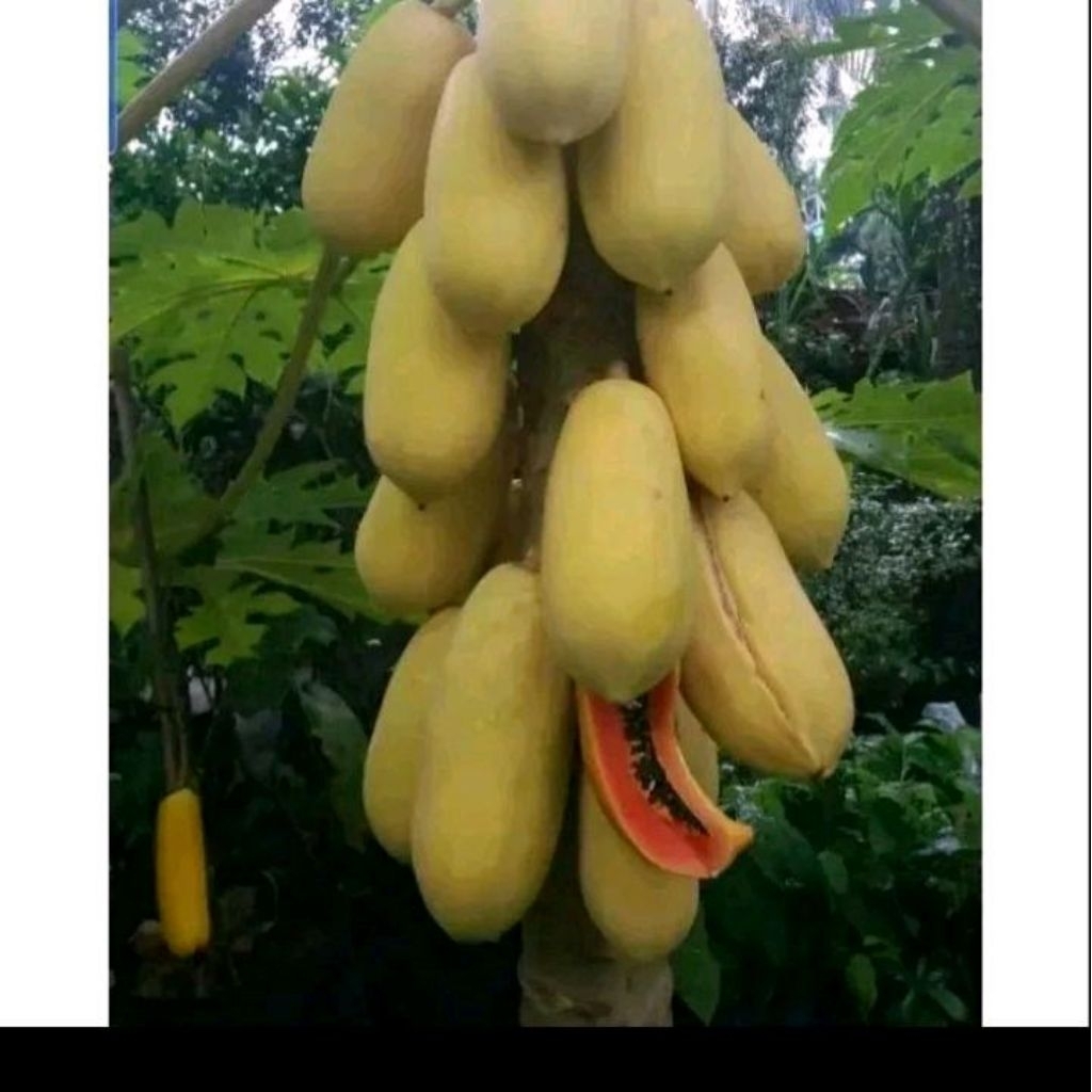 Biji benih pepaya golden/pepaya gading kuning
