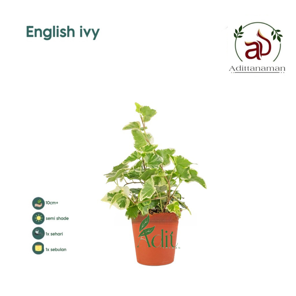 Tanaman Hias ivy varigata/ivy english Varigata Tanaman gantung ivy english tanaman hias gantung ivi 