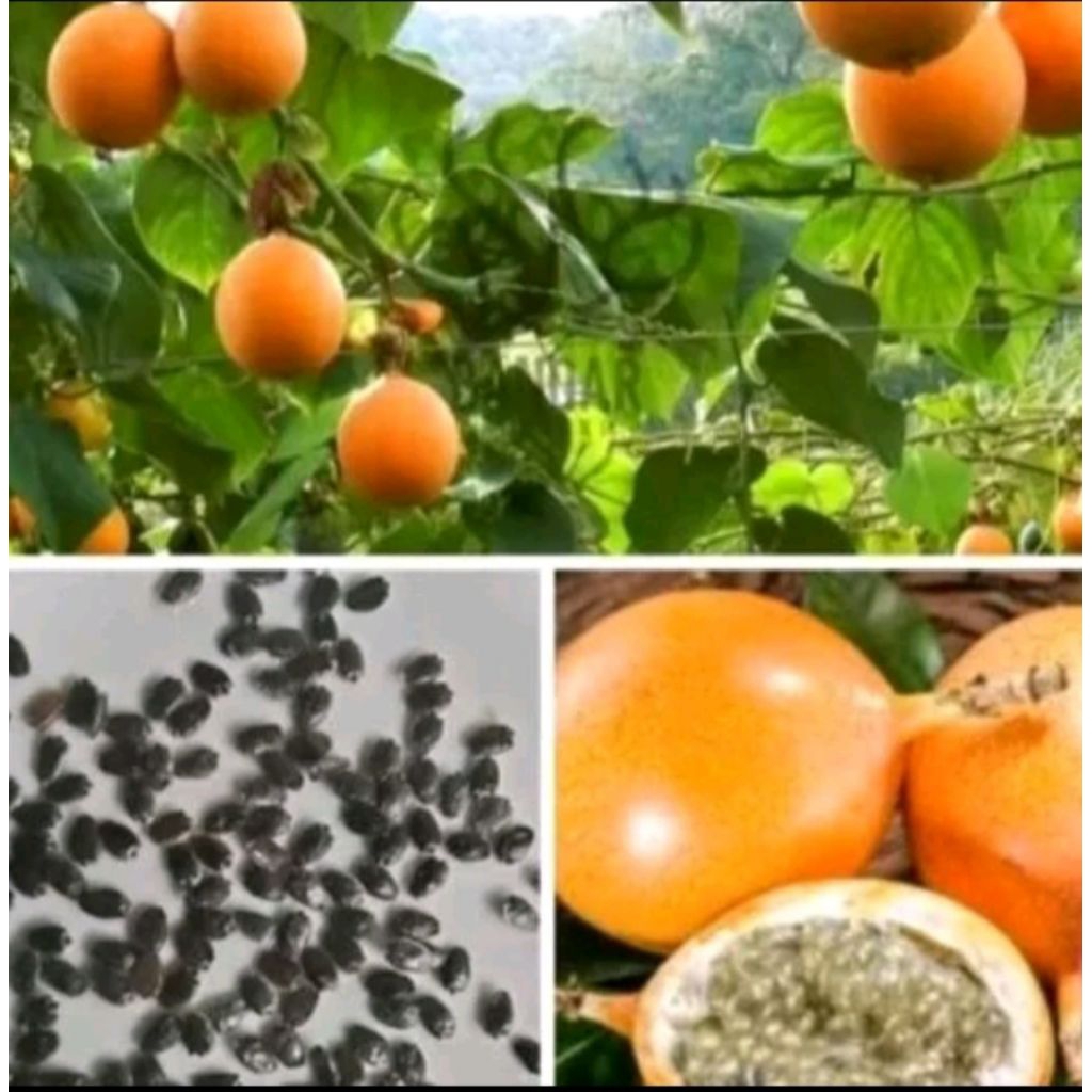 60 benih markisa madu manis seger