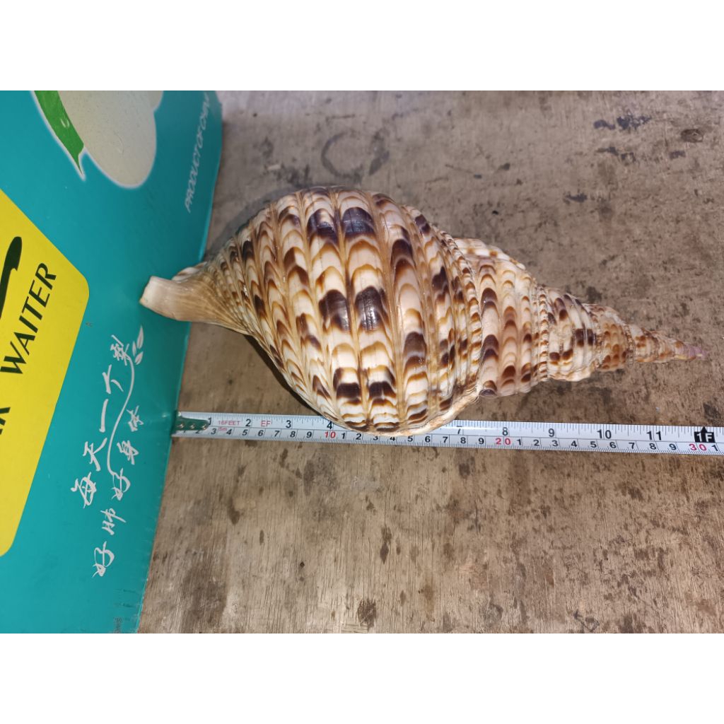cangkang kerang Triton pajang 30cm