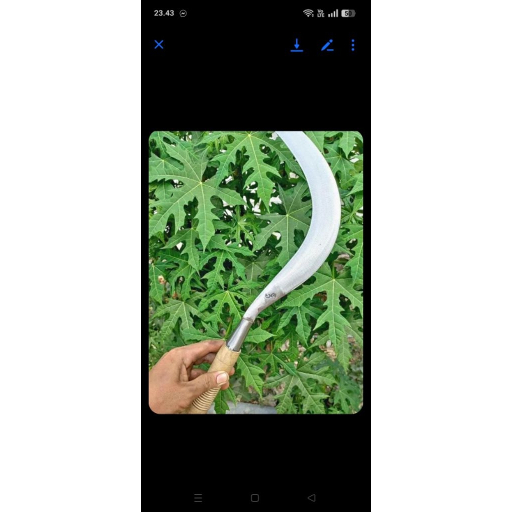 arit rumput ss asli madura