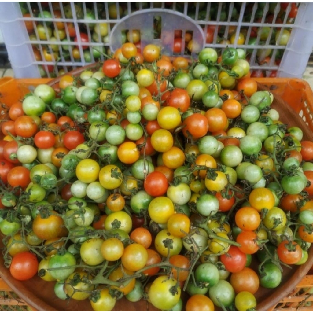 TOMAT RAMPAI ASLI LAMPUNG