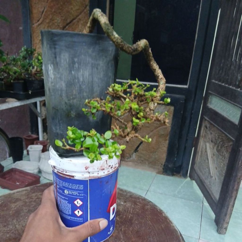 bonsai sancang golden exstrimen