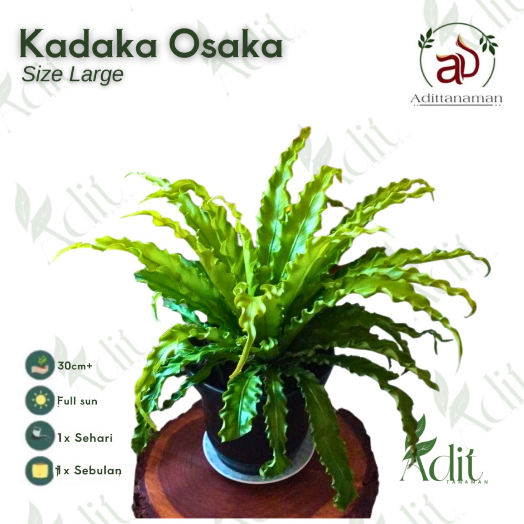 Tanaman Hias Kadaka Osaka - Tanaman hias kadaka osaka - Tanaman kadaka osaka Bunga kadaka Osaka