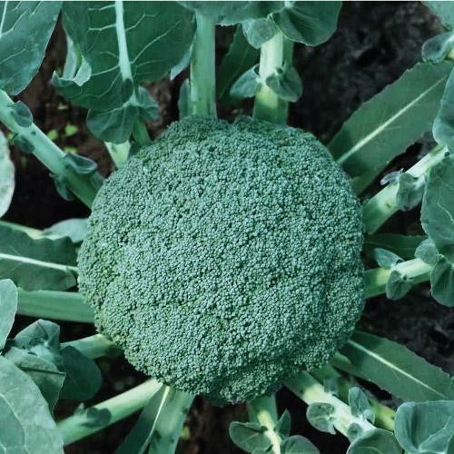 15 Benih Biji Brokoli MATADOR 777