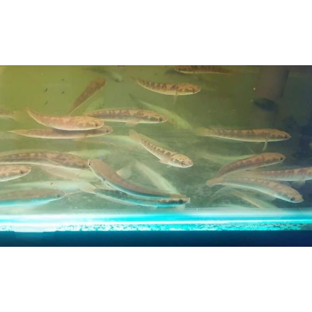 hiasan aquarium channa ys maru yellow sentarum 5cm