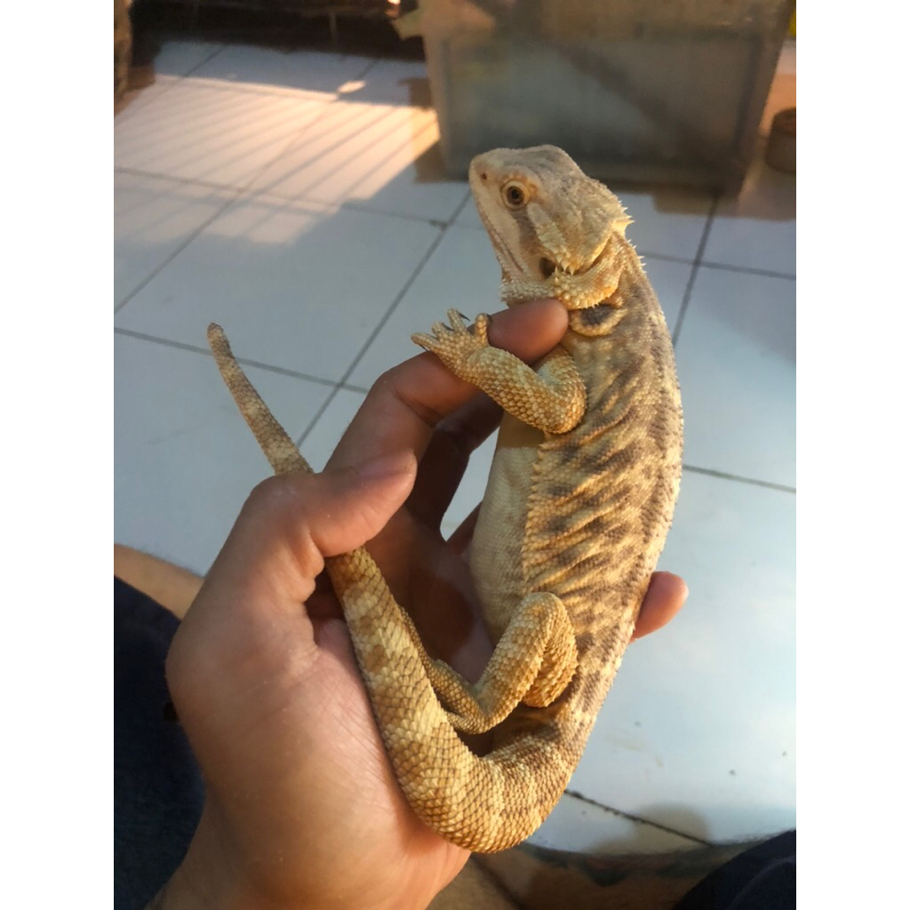 Bearded Dragon Leatherback het Trans ph Zero