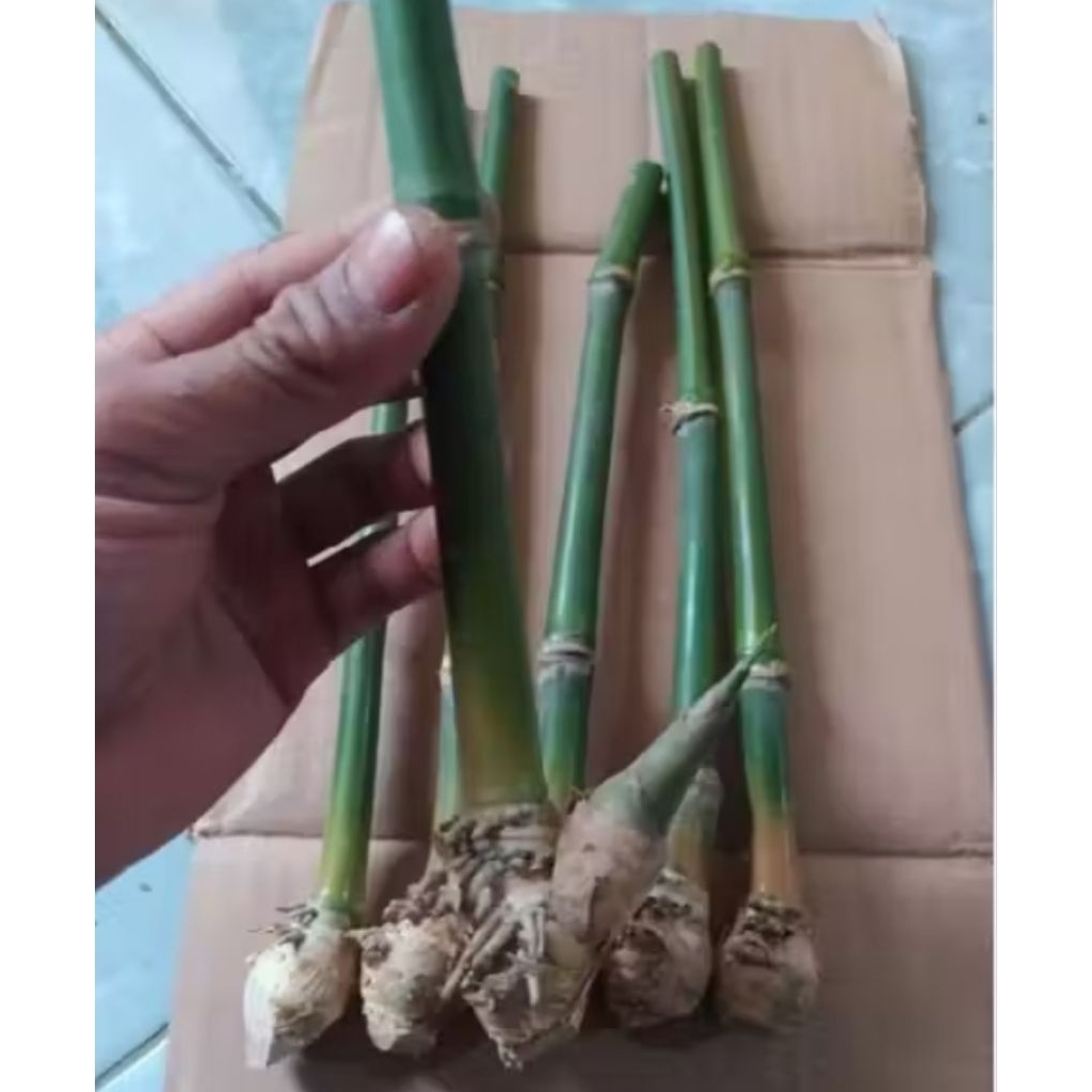 Bibit bambu petung asli tahan lingkungan murah