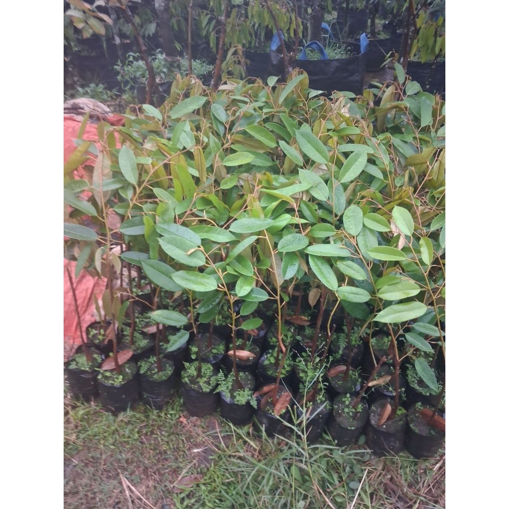 paket hemat bibit rambutan