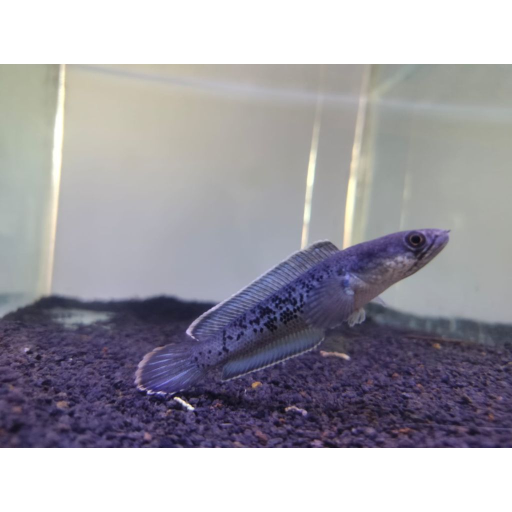 stewarti size 8-10 cm