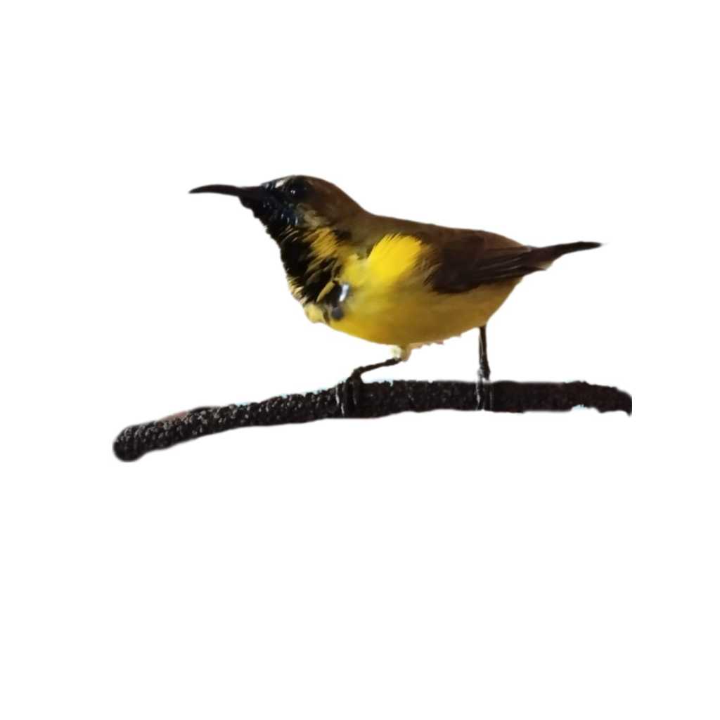 sogon trotol gacoran, / burung sogon gacor siyap seting