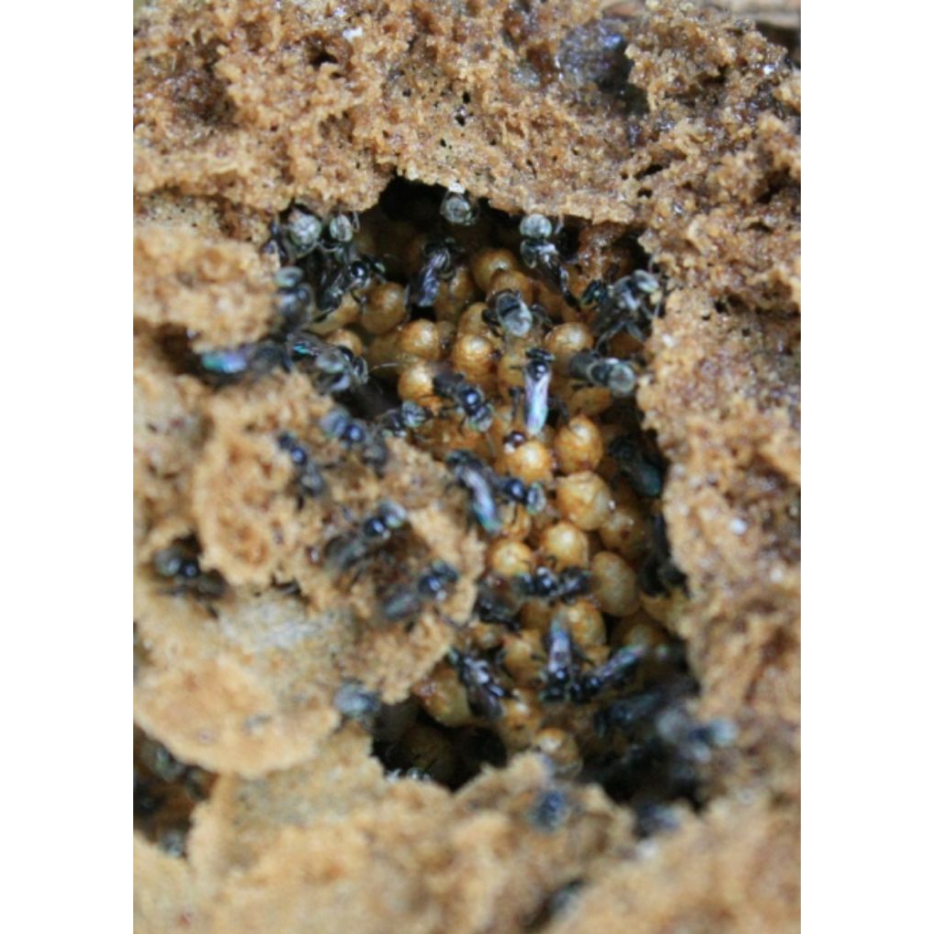 Lebah klanceng/bibit klanceng/Leavicep/kelulut/teuweul