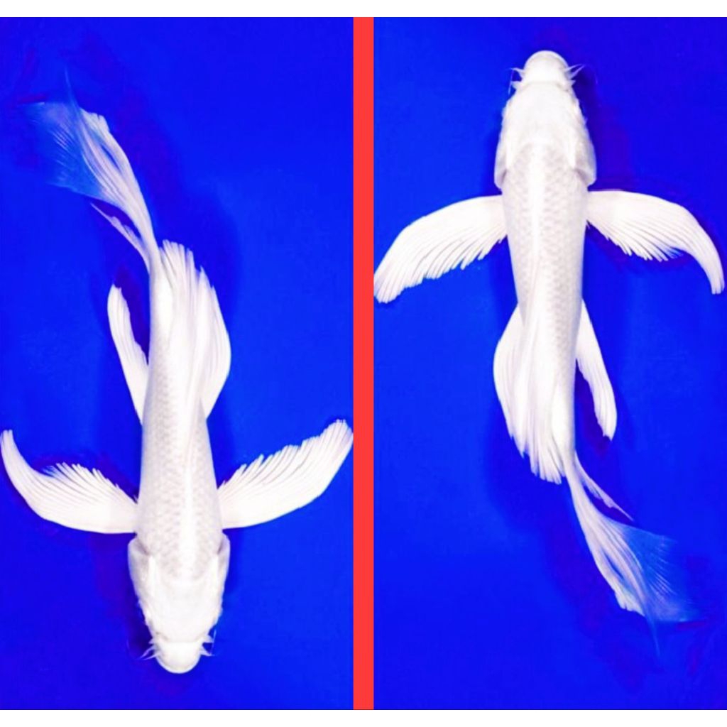 baby koi platinum slayer/bibit koi platinum slayer hiasan akuarium