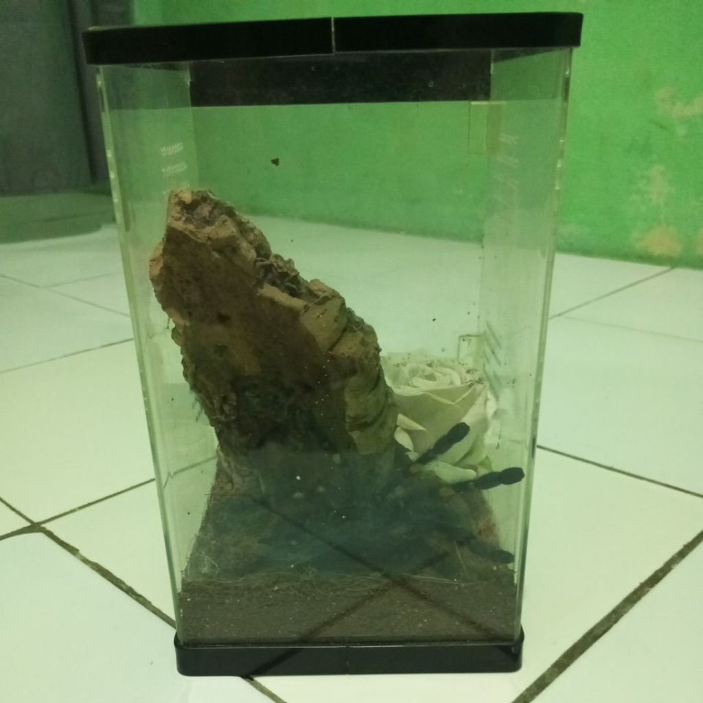 AKRILIK TARANTULA POECI METALLICA