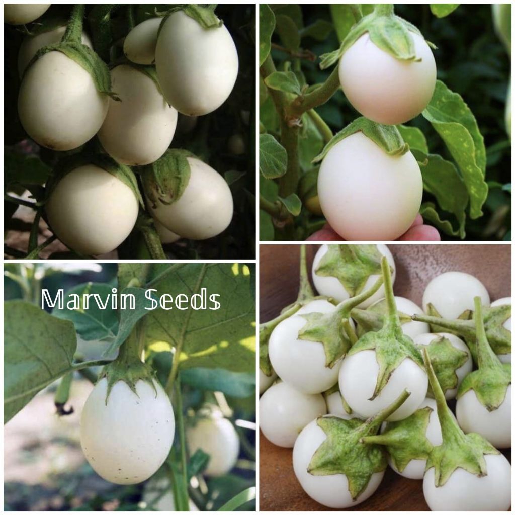 Marvin Seeds [ Benih Terong Easter Egg | Terong Telur Putih-15 Butir ]