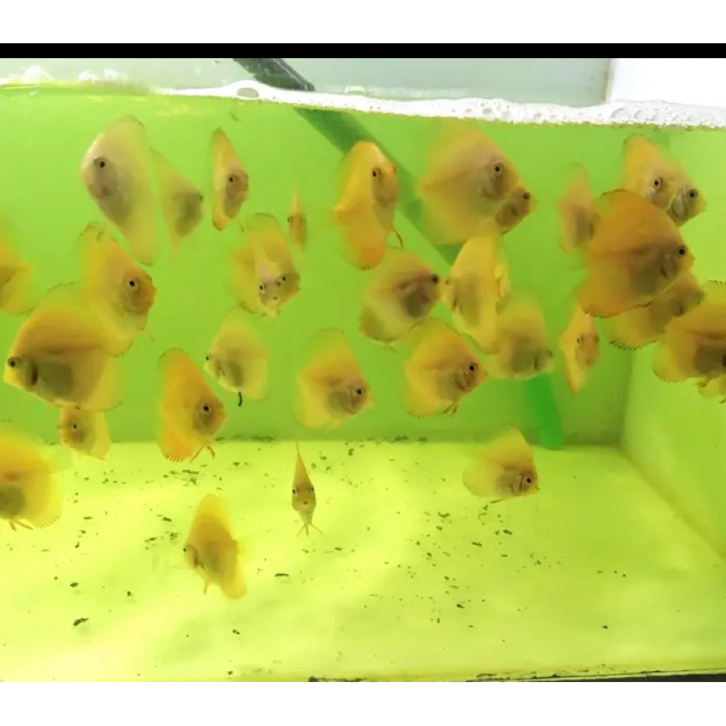 anakan ikan discus reflesia 1nch up