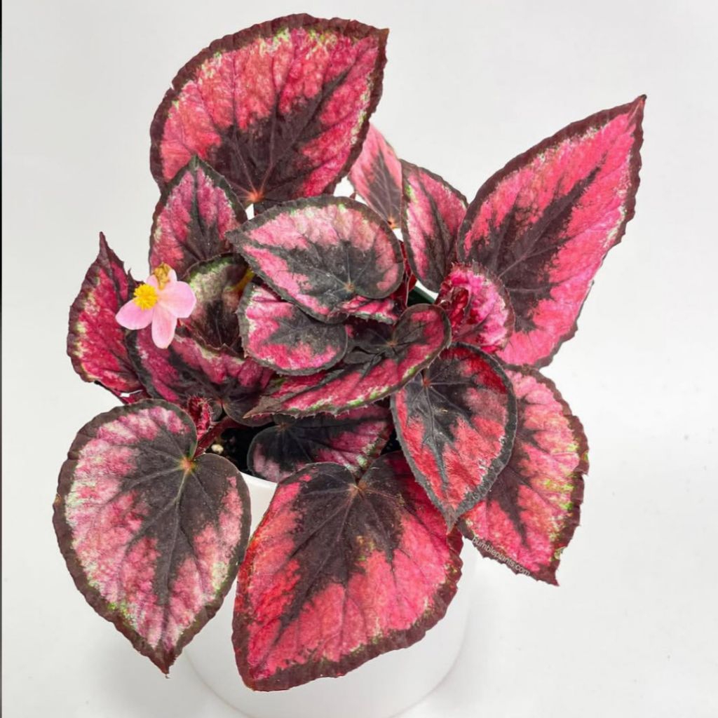 Tanaman hias hidup begonia rex - pohon begonia rex pink beauty