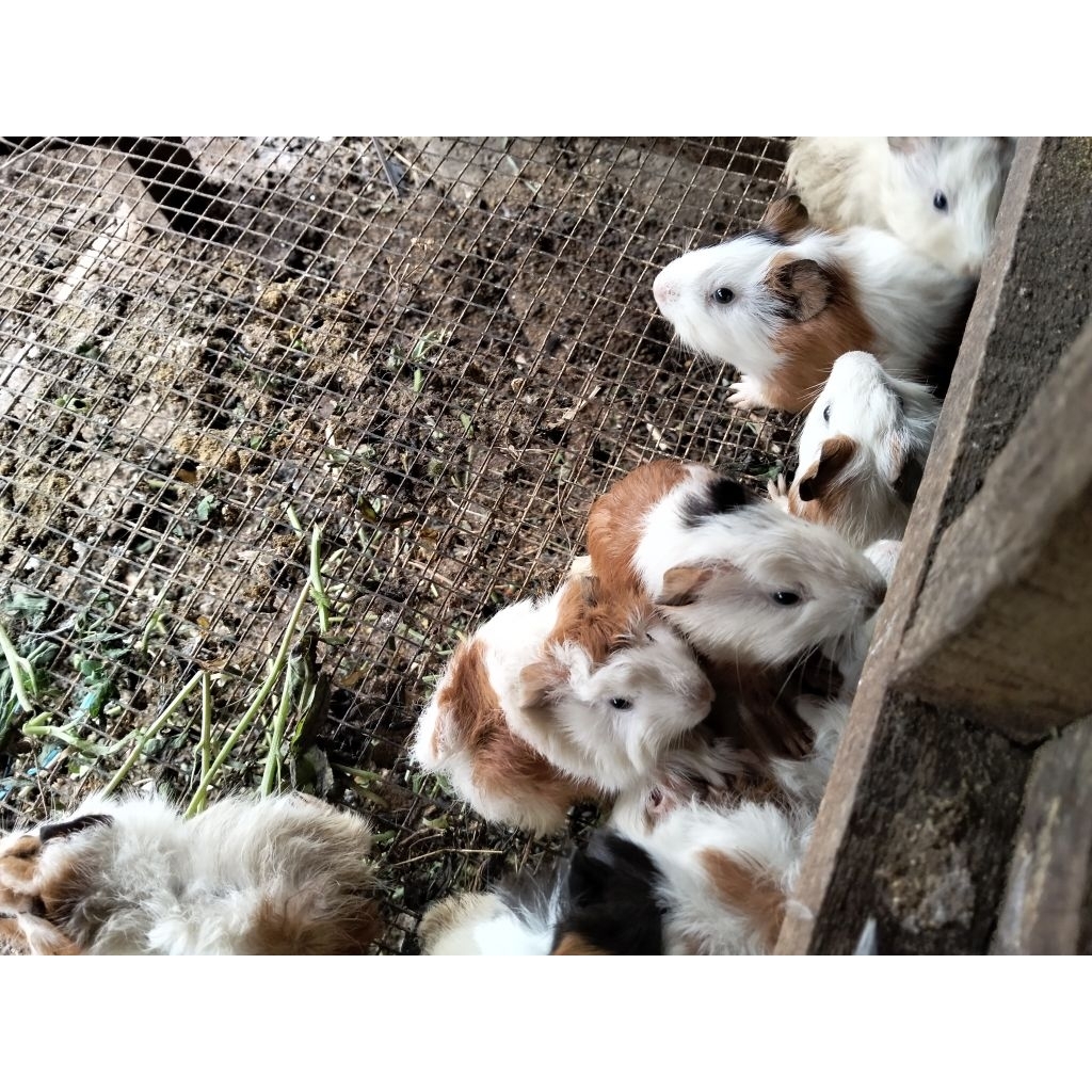 Marmut Hidup - Marmut Sehat Lincah - Anakan Marmut