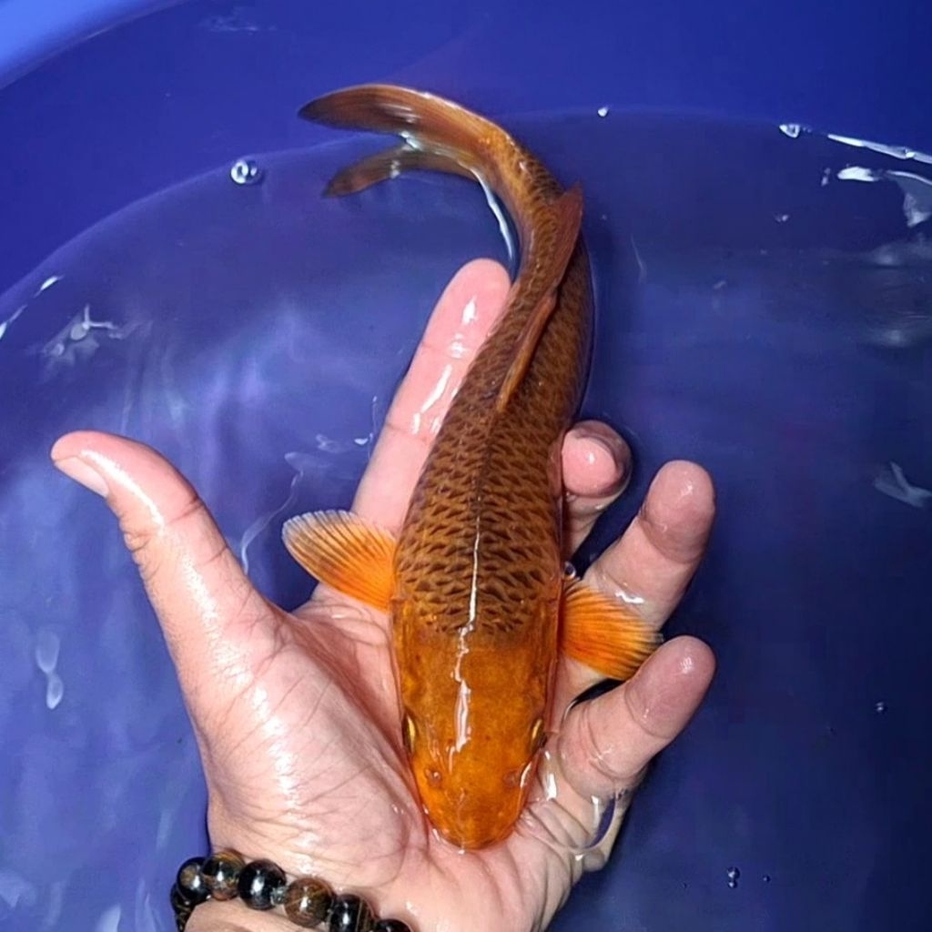 Ikan Koi Blitar Jenis Chagoi / Rumah Koi Jakarta / kode 006