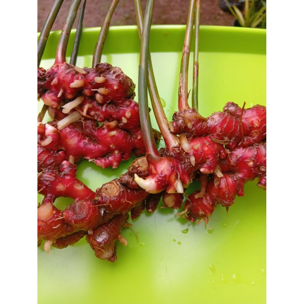 bibit jahe merah,orginal pupuk organik