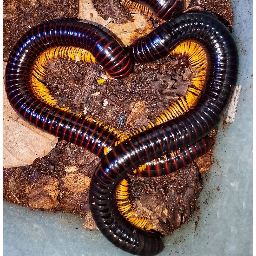 DISPLAY -" milipede/kaki seribu" ( GIANT YELLOW LEG )  25CM --MICRORAV--