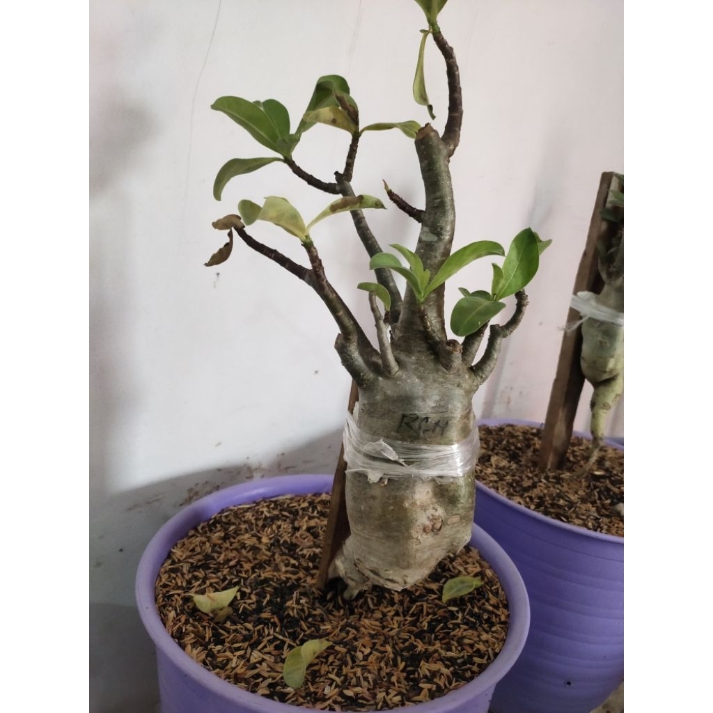 adenium rcn long codek