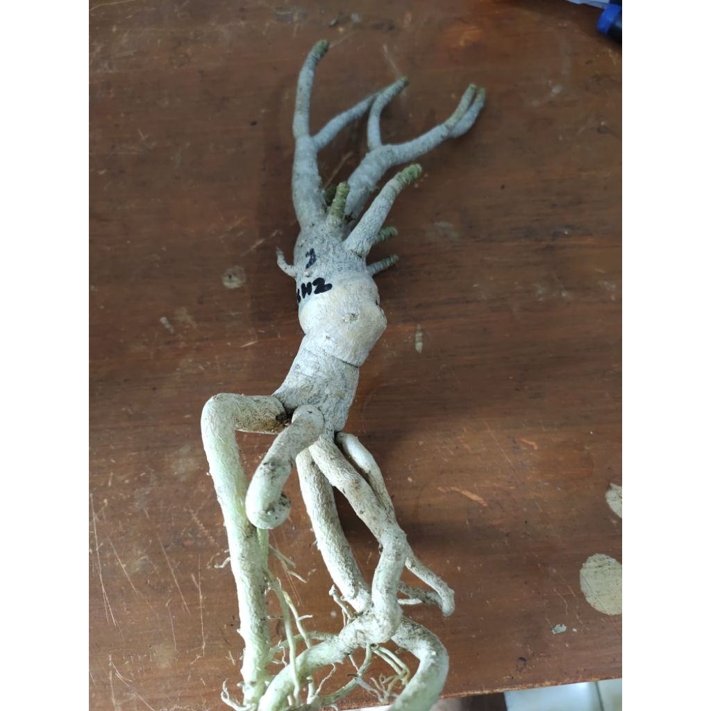 adenium taisoko khz akar emas