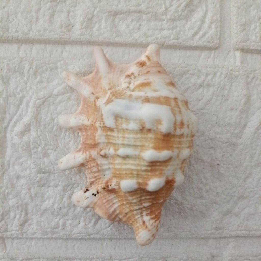 Jual Cangkang Kerang Lambis Orange 7,5cm