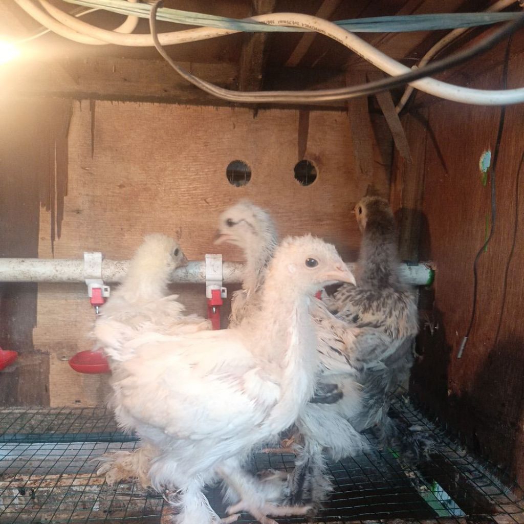 Ayam brahma umur 1,5 bulan