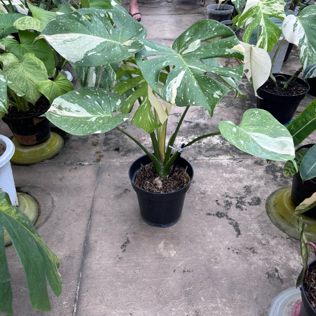 Monstera Monthai Compacta Variegata - 6 Daun