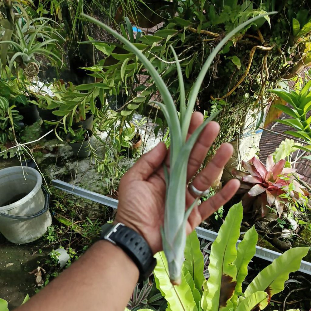 tillandsia intermedia
