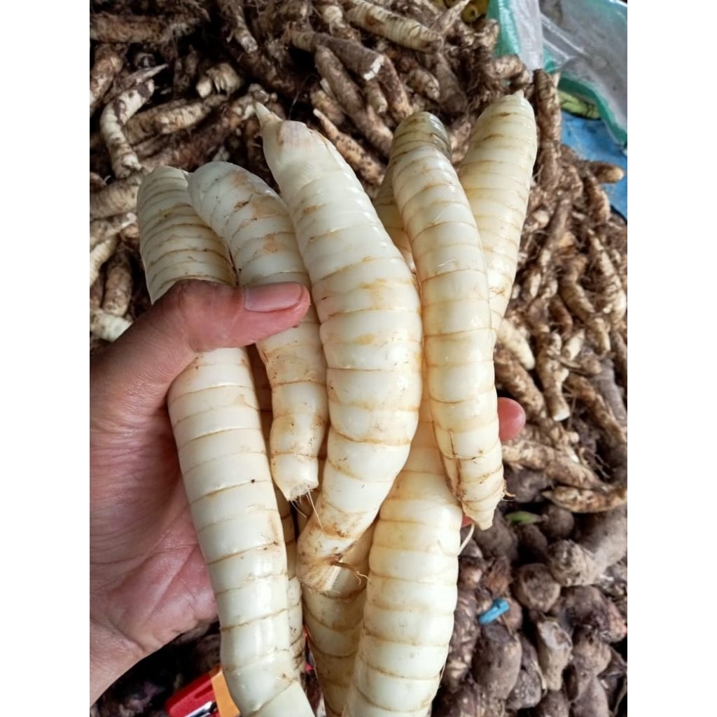 umbi garut/ubi garut,lerut 1 kg untuk obat asam lambung