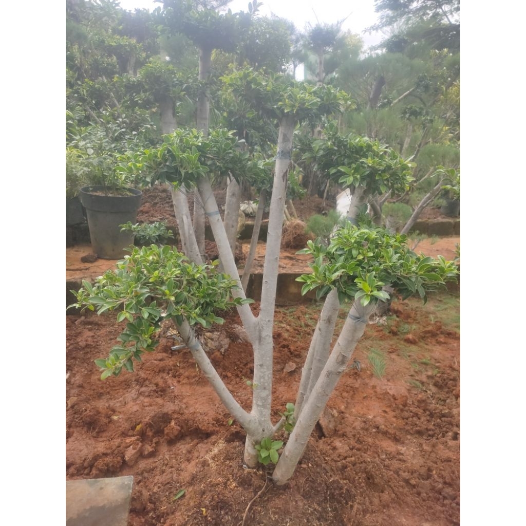 bonsai beringin elegan sedang