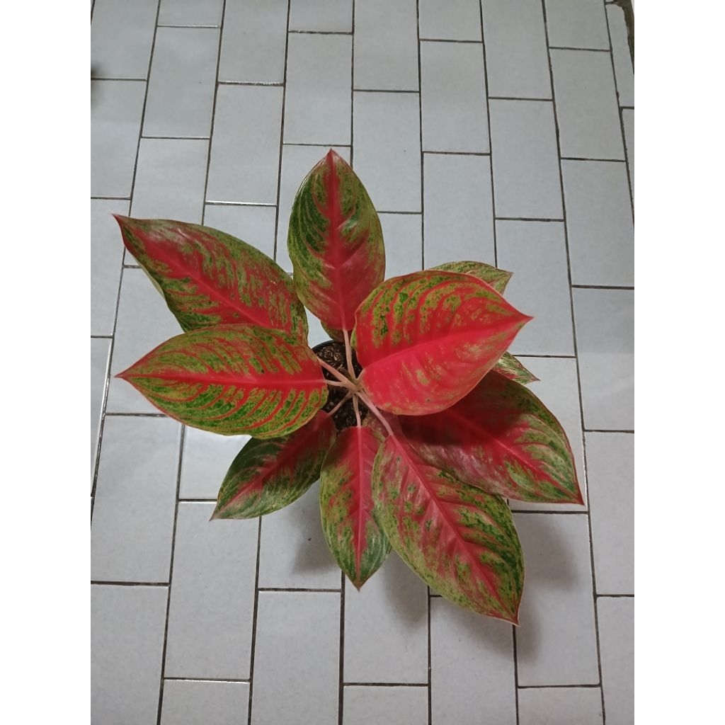 Aglaonema red regency dewasa