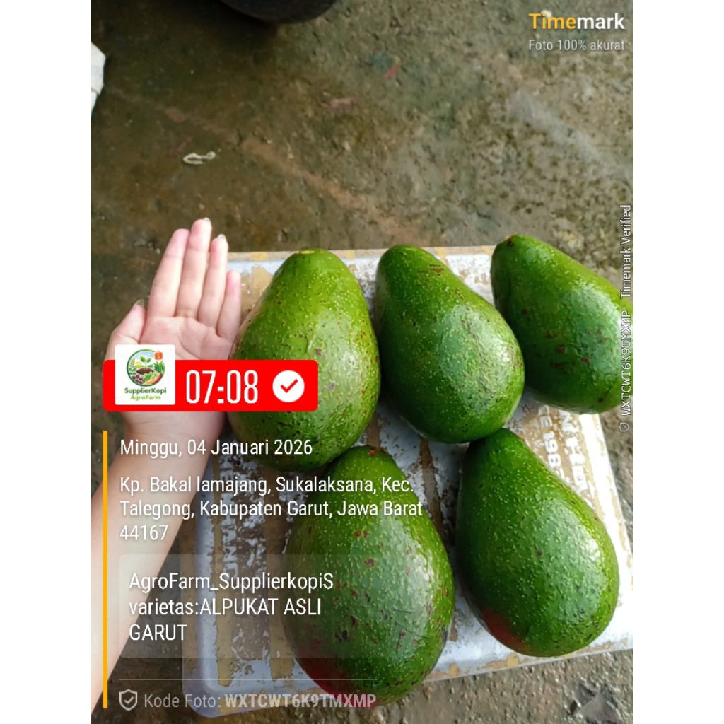 ALPUKAT JUMBO PREMIUM | ALPUKAT MADU / MENTEGA 1 KG FRESH SEGAR ( Asli Garut )