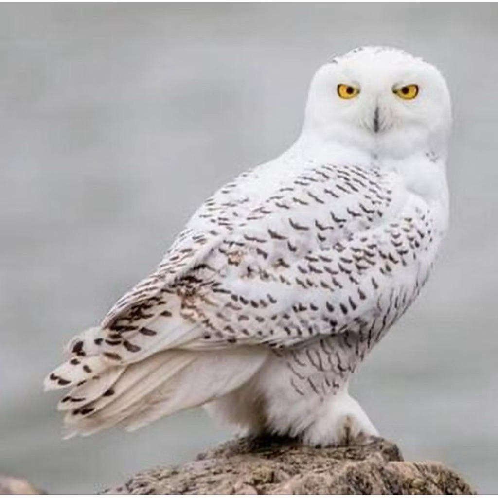 telur Snowy Owl fertil original