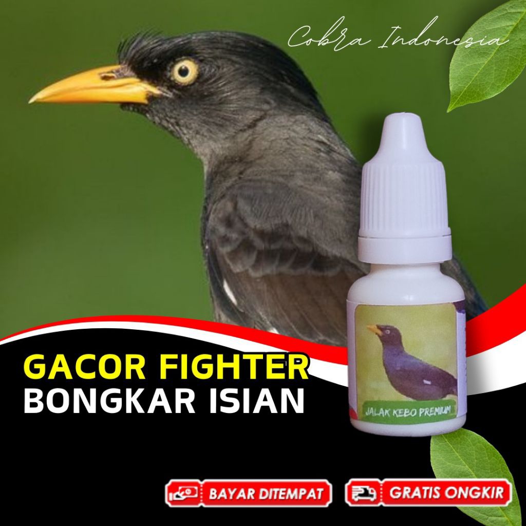 Vitamin Burung Jalak Kebo