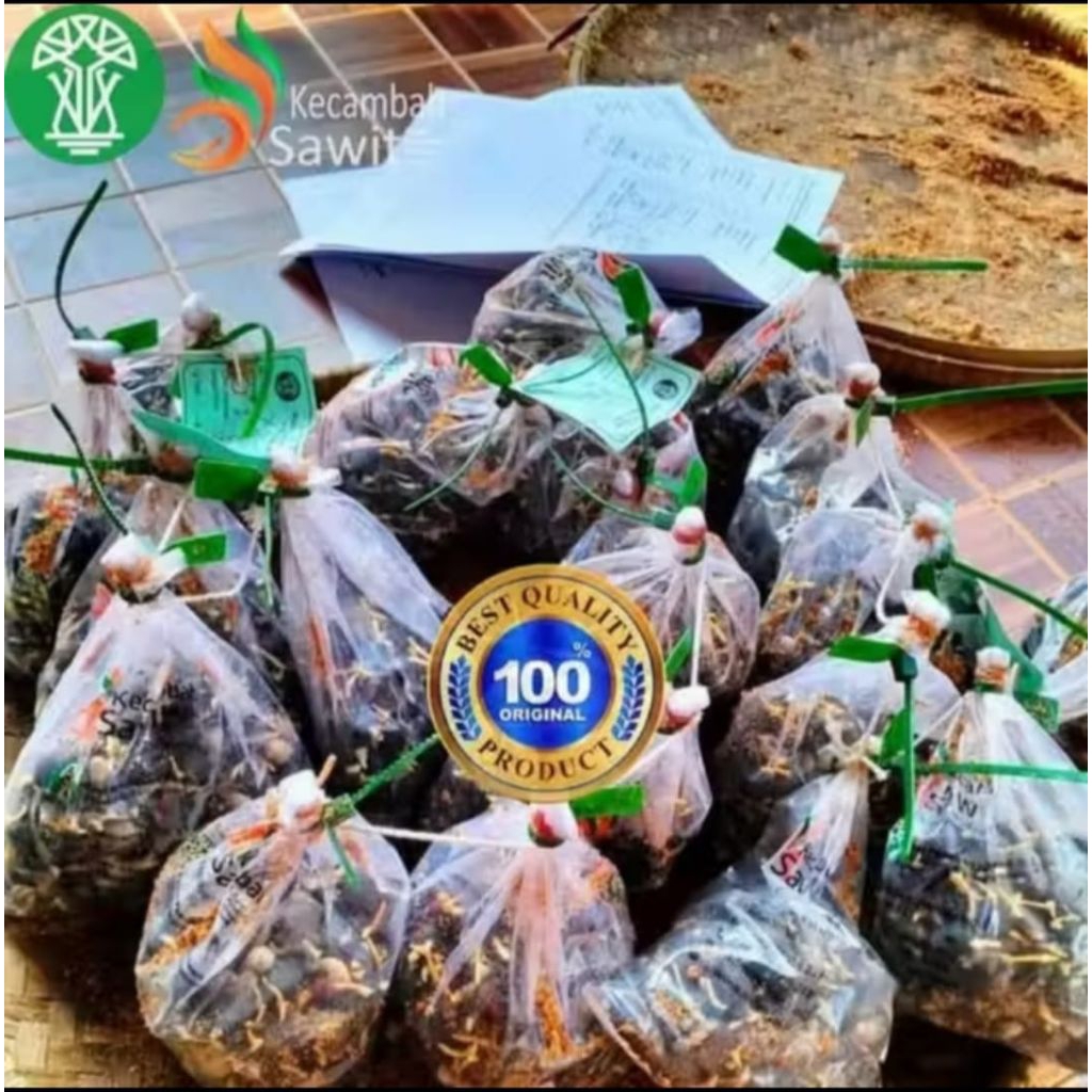 Bibit kelapa sawit unggul berkualitas PPKS 239 isi 250 dapat sertifikat