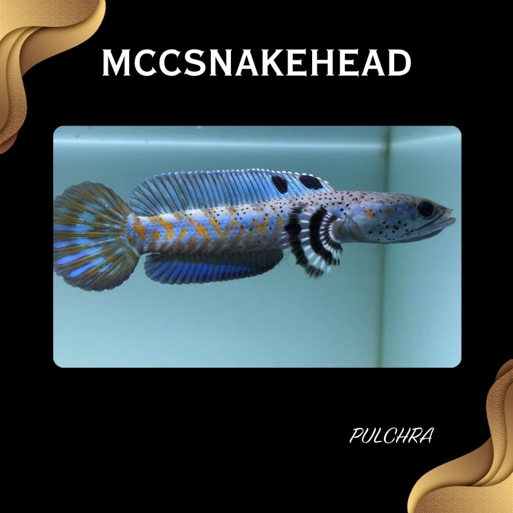 HOBI - BLUE PULCHRA | Dorsal Biru Full Dot Yellow Spot | SINGLE TANK - BEST SORTIRAN | Snakehead - C